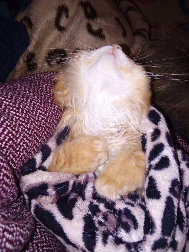Котовторник (20.11.18)