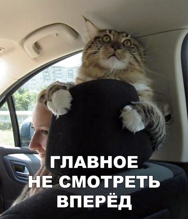 Немного милоты