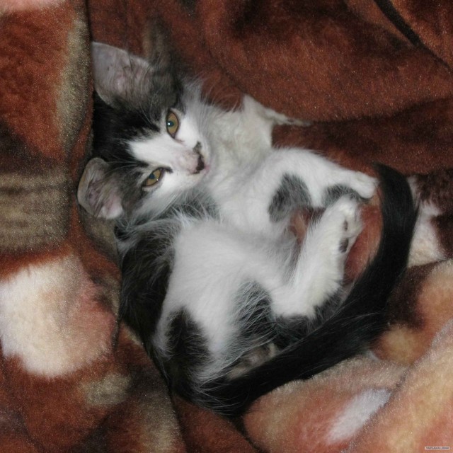 Котовторник (начало в супермаркете!)
