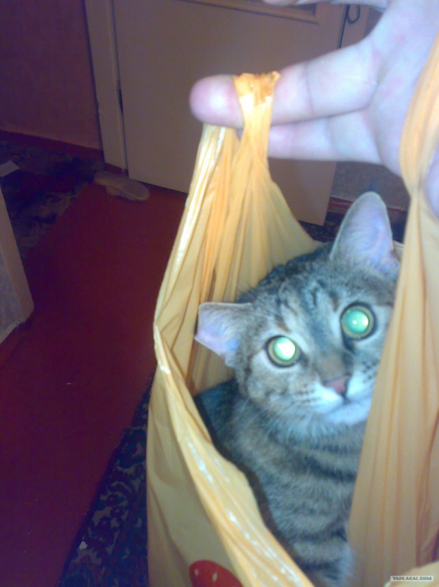 Котовторник (21.02.2012)