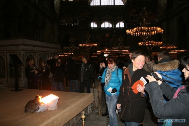 Котовторник 27.03.2012