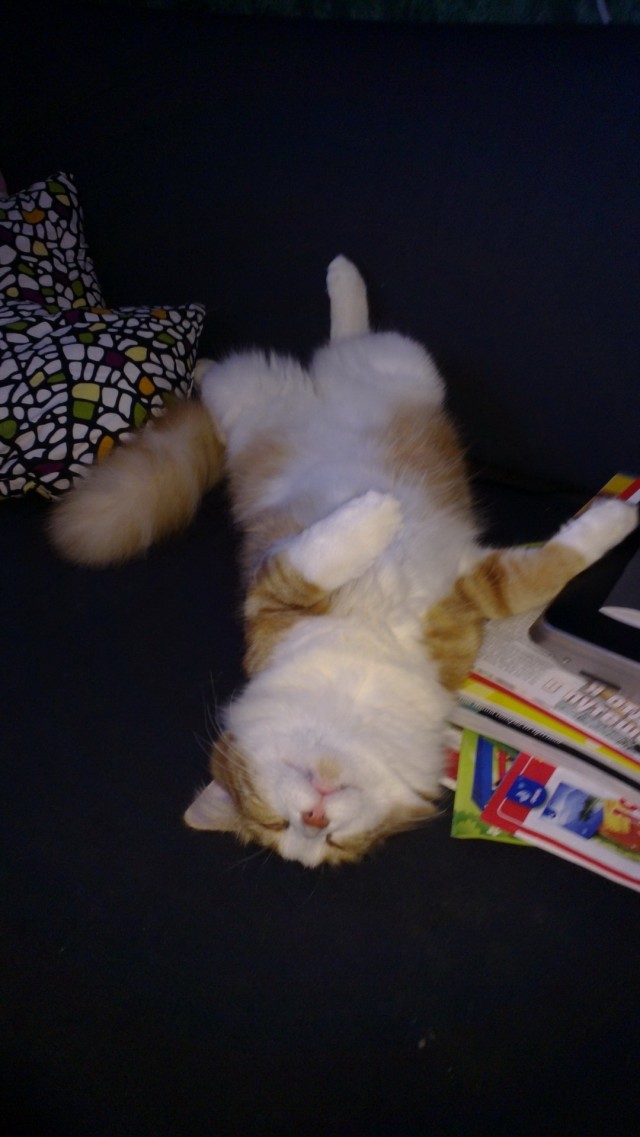 Котовторник 24.04.2012