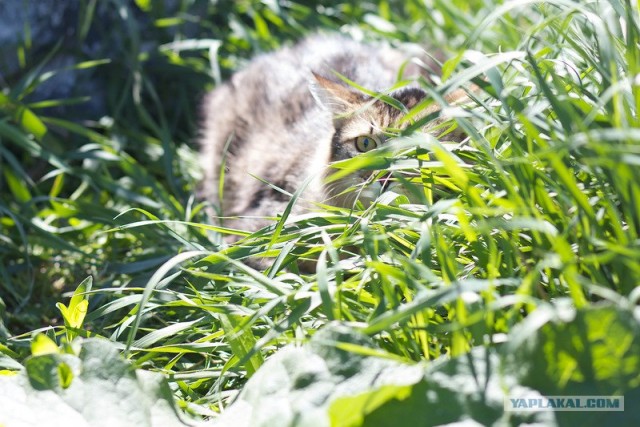 Котовторник 29.05.2012