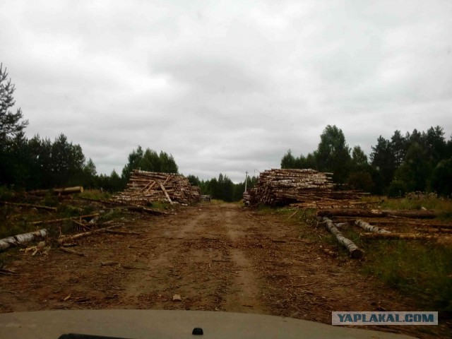 Вепсская тайга летом или Старый Бор