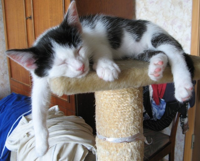 Котовторник 31.07.2012 г.