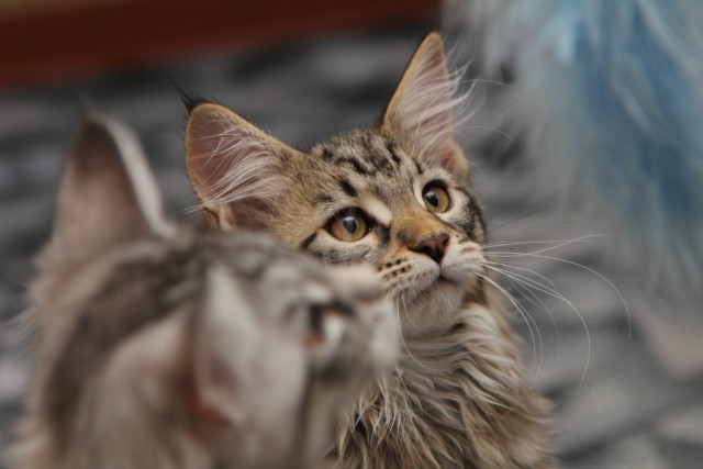 Котовторник  14.08.2012.