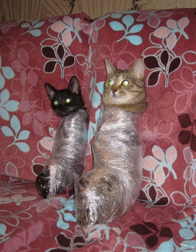 Забавные фото котеек