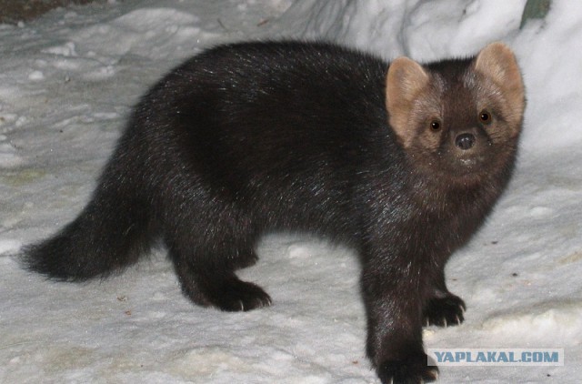 Косой не ушел