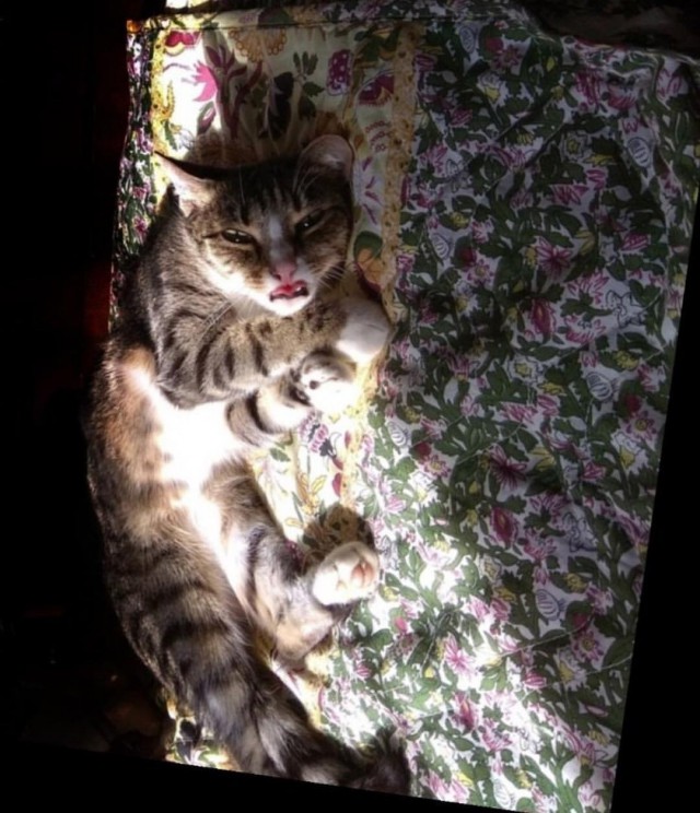 Забавные фото котеек