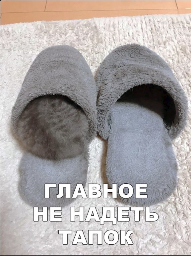 Забавные фото котеек