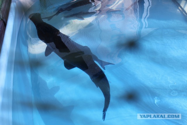 Побывали  c  сыном на выставке БЕЛАГРО