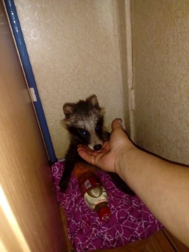 Живность из сети