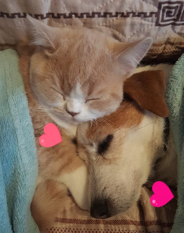 Уже не котовторник, но еще и не собакочетверг