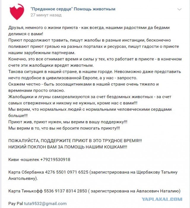 Помогите вернуть кота! Приют "Преданное сердце" украл кота и не отдает!-2