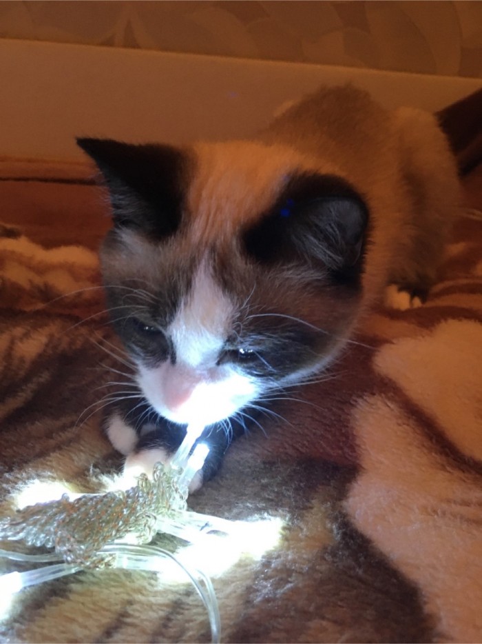 Котовторник *новогодний* 31/12/2019