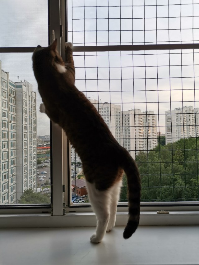 Эти забавные животные