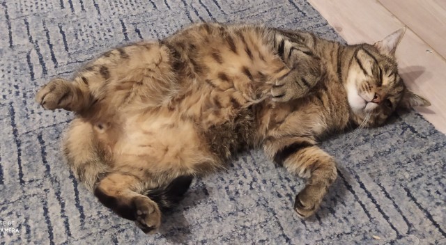 Коты, которые спят где попало и как попало