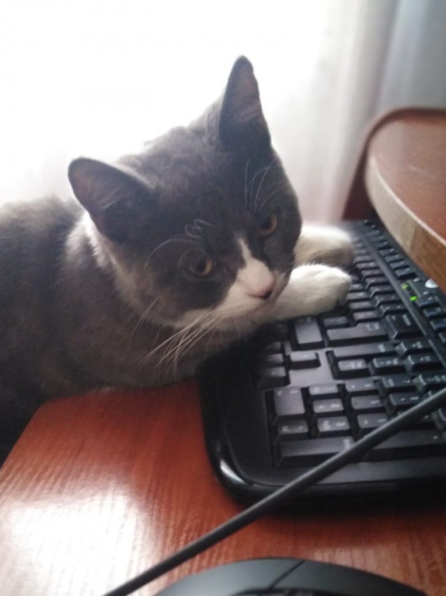 "Удоли!" Дурацкие фото котеек, которые они просили не показывать