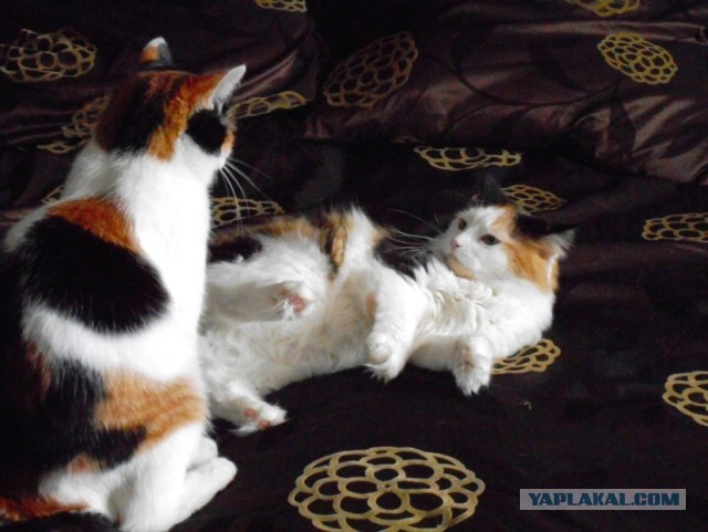 Котовторник. Пополнение семейства