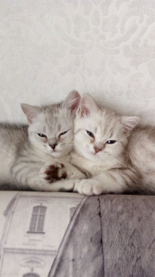 Котовторник. Наша собственная банда