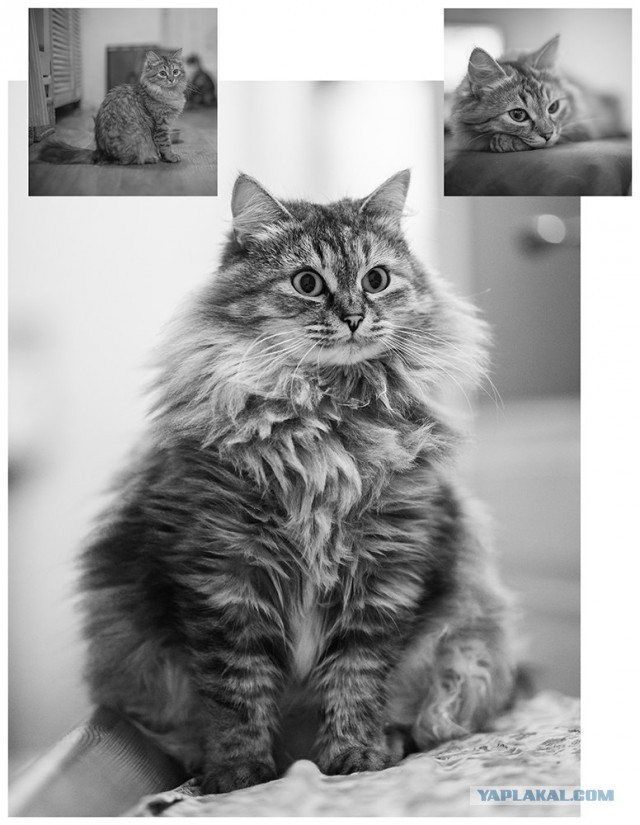 Расчехляем гладильники! - норвежский лесной уже тут