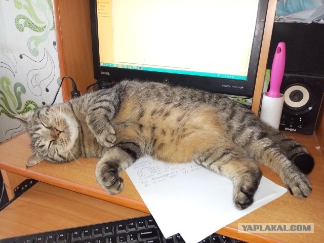 Кот Василий