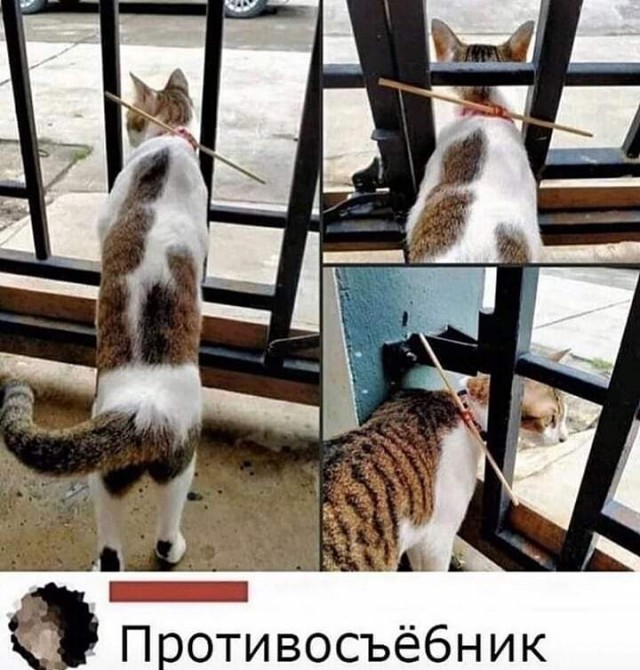 Картинки и мемы для настроения 12.08.2021