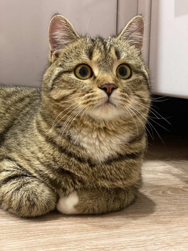 Разные котики