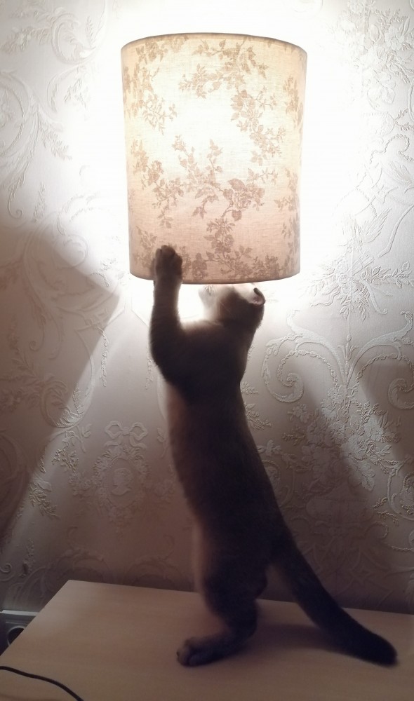 Котовторник