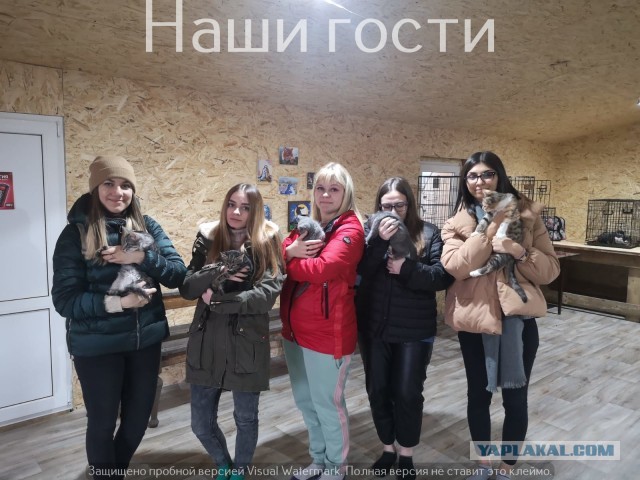Жизнь домашнего приюта "Котоленд" 308
