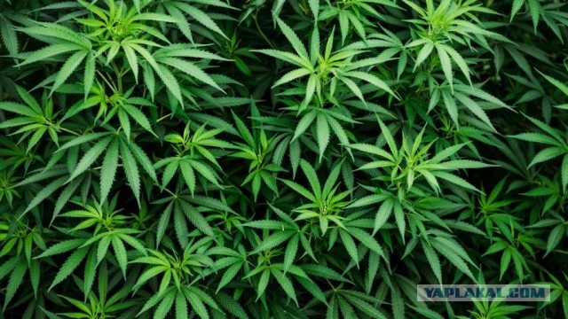 Конопля в 30 раз эффективнее аспирина, но до сих пор находится под запретом