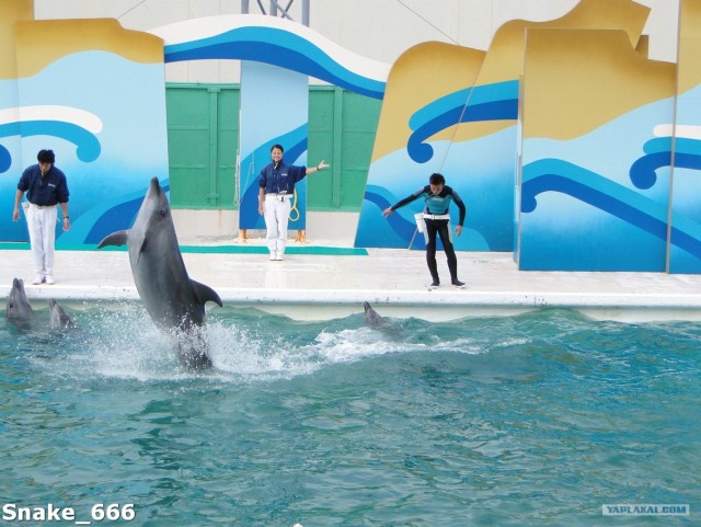 SeaworlD  Япония