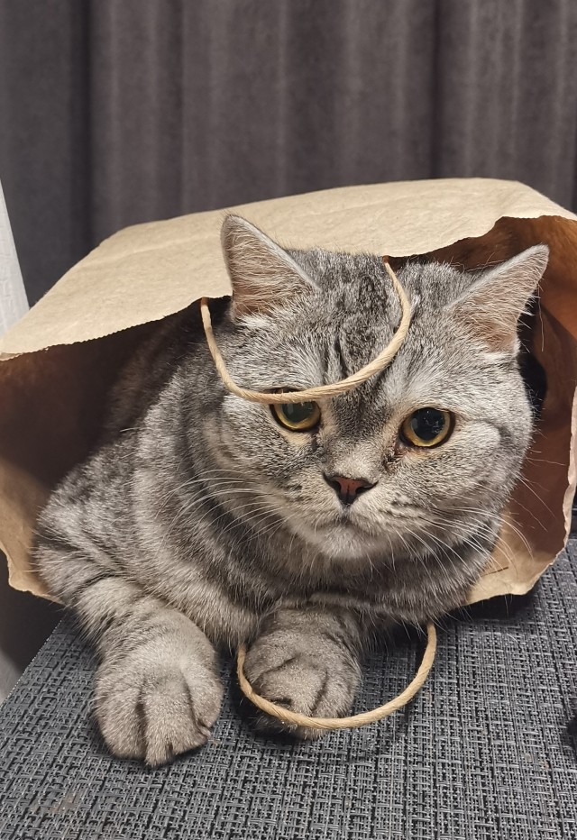 Что-то котовторник никто не начинает...