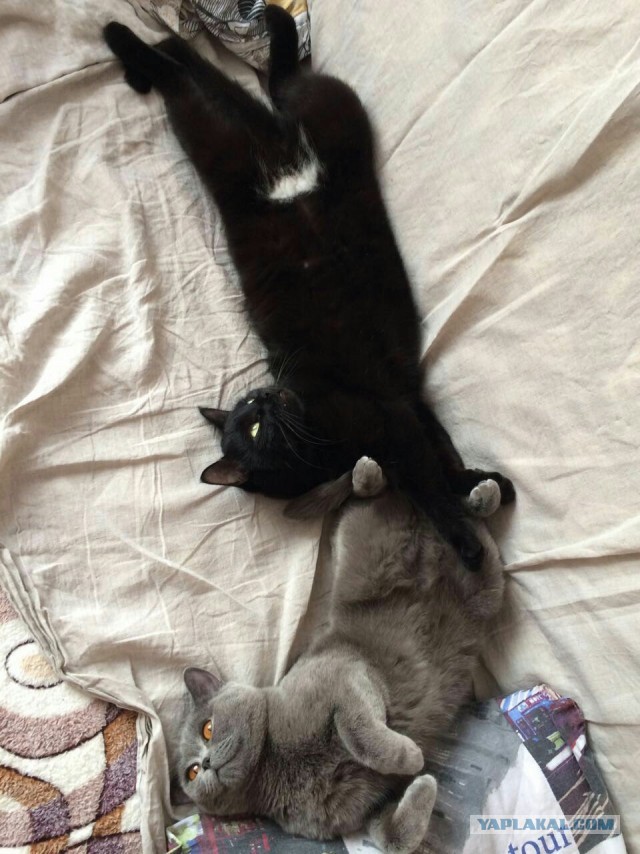 Котовторник. Февраль