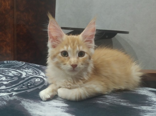 Кошка