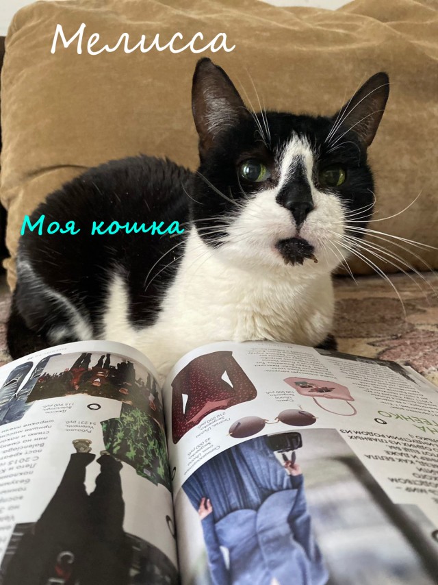 Жизнь домашнего приюта "Котоленд" 331