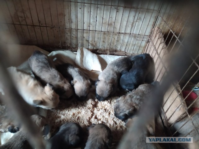 Котики в беде