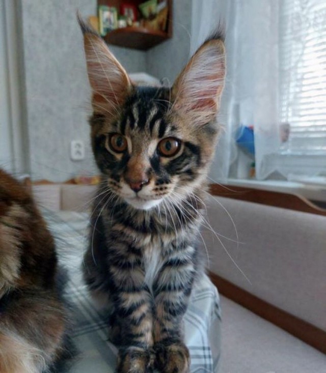 Кот