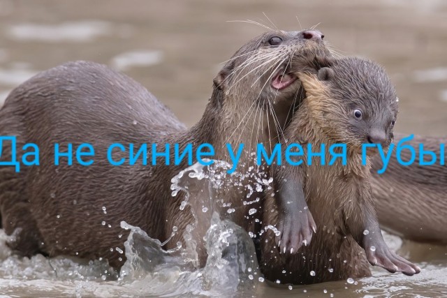 Финалисты ежегодного конкурса забавных фотографий с животными Comedy Wildlife Photography Awards