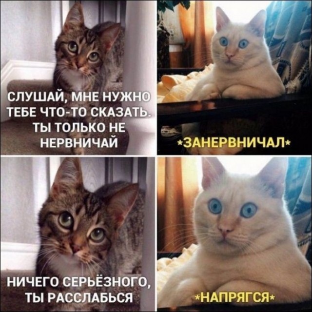 Весёлый полтишок 18.08.22