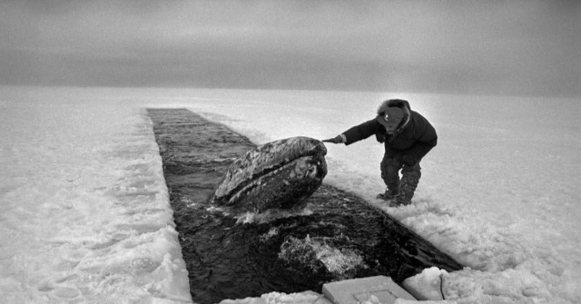 26 октября 1988 года советские моряки спасли семью китов, застрявших близ Аляски