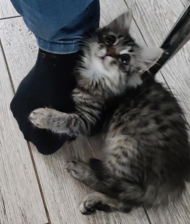 Котовторник 1.11.22