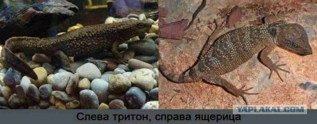Эти интересные ящерицы
