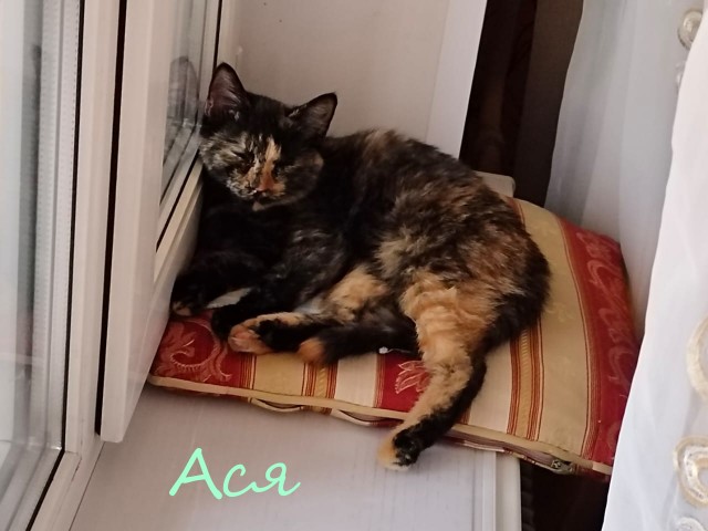 Жизнь домашнего приюта "Котоленд" 364