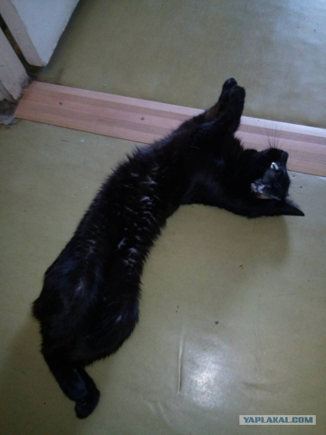 К котовторнику