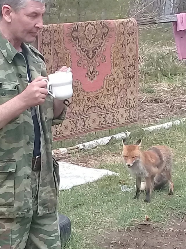 Кот против лисы
