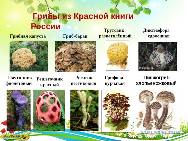 С 12 октября вступила в силу статья УК, которая устанавливает ответственность за незаконный сбор краснокнижных растений и грибов