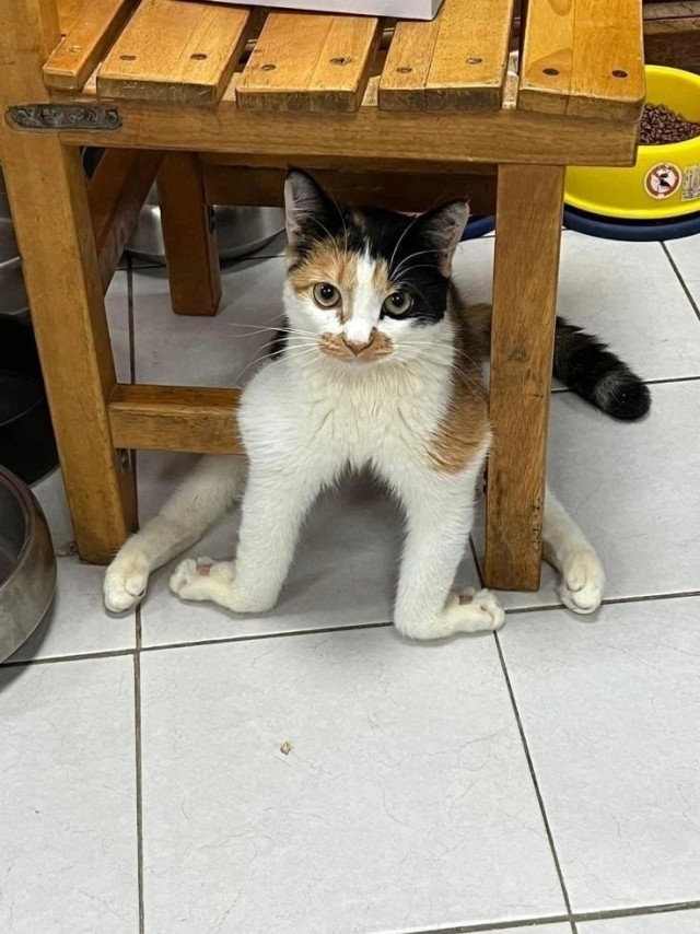 Кошачьи выкрутасы