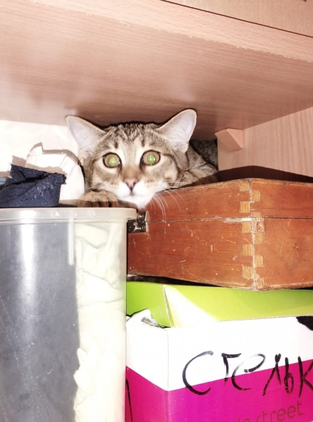 Обретение или головная боль? Кошка пришла