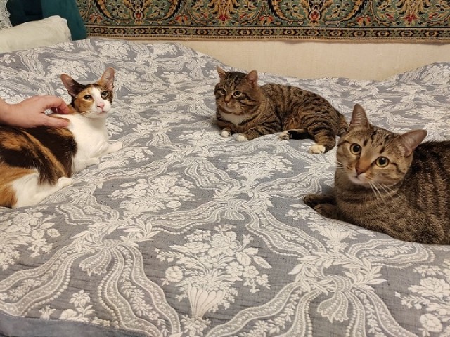 Котовторник
